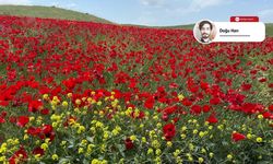 Siirt, baharın renklerine büründü