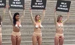 Almanya'da süt karşıtı aktivistlerden protesto eylemi