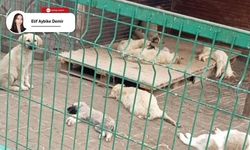 “Belediyelerin iddiaları yalanlamasına alıştık”