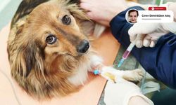 Köpeğinizin ölümüne sebep olabilir: Kanlı ishal hastalığına dikkat!