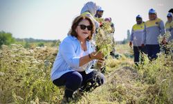 Didim Belediye Başkanı Gençay, kekik hasadına katıldı