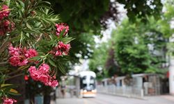 Eskişehir Köprübaşı, palmiyeler ve zakkumlarla süslendi