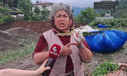 Hopalı çay üreticileri tepkili: "Çayı 16 liradan satıyoruz, işçilere 11 lira ödüyoruz. Kaç lira kalacak bize?"