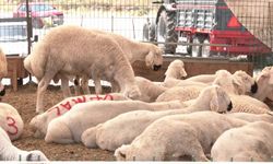 Kurban pazarında besiciden Et ve Süt Kurumu'nun kurban alış fiyatlarına tepki:  ''Hayvanı Et ve Süt Kurumu’na verene kadar garibana veririm, sevap alırım''