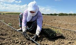 Silivri’de tarımsal üretim sürüyor