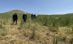 Yozgat çiftçisine darbe üstüne darbe… Kuraklık, dolu, sel nedeniyle ekili alanları zarar gören çiftçiye, bir darbe de fiyattan geldi