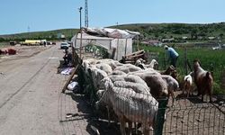 Yozgat’ta besiciler Kurban Bayramı satışlarında umduğunu bulamadı
