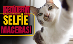 Kedilerin komik 'Selfie' macerası!