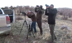 Adıyaman'da yaban keçileri tek tek sayılıyor