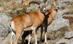 Anadolu Yaban Koyunu'nun üretimi devam ediyor