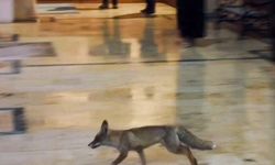 Balıklıgöl'e sürpriz ziyaretçi