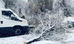 Birecik'te karın ağırlığına dayanamayan ağaç dalları araçların üzerine devrildi