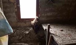 Bolu'da yaralı şahin koruma altına alındı