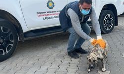 DBB Hayvan Bakımevi 2025'te 10 bini aşkın ihbara müdahale etti