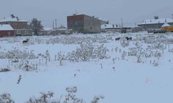 Diyadin'de başıboş köpekler tedirgin ediyor