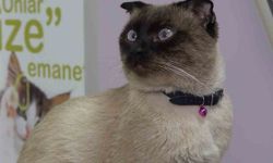 Evcil hayvan sahiplerine 'mikroçip' uyarısı: Son gün 31 Aralık, taktırmayana ceza