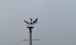 Karabük'ün simgesi haline gelen leylek dronla görüntülendi