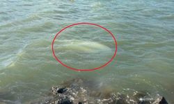 Karadeniz'de fırtına: Samsun'da 3 tekne battı