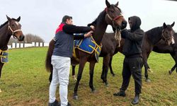 Kırklareli'nde safkan atlar aşılandı