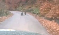Kış uykusuna yatmayan yavru ayılar kameraya yakalandı