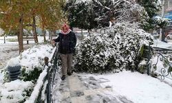 Şanlıurfa'da kar yağışı nedeniyle ağaç devrildi