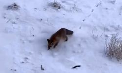 Soğuk hava tilkileri Diyadin merkezine indirdi