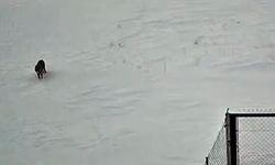 Tatvan'da kurt görüntülendi