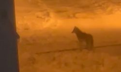 Tatvan'da şehir merkezine inen kurt görüntülendi