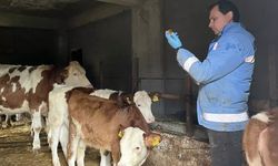 Yığılca'da hayvan sağlığı çalışmaları sürüyor