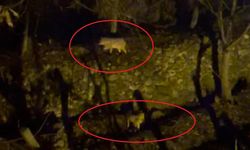 Yiyecek arayan kurtlar yerleşim yerine indi