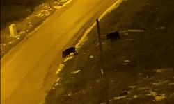 Aç kalan domuzlar şehre indi