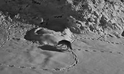 Aç kalan kurt mezraya indi