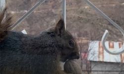 Aç kalan sincaplar pencerelere misafir oluyor