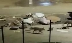 Aç kalan tilkiler yerleşim yerlerine indi