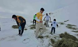 Adilcevaz'da yaban hayvanları unutulmadı: Aktivistlerden Süphan Dağı eteğine yem bıraktı