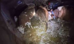 Adıyaman'da ahır çöktü, 3 büyükbaş hayvan telef oldu