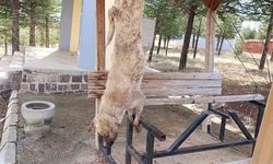 Afyonkarahisar'da öldürülen köpekle ilgili çok yönlü soruşturma