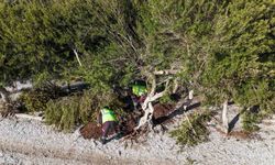 Akbük'te devrilen ağaç yerine dikildi