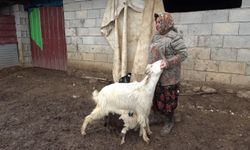 Annesinin kabul etmediği kuzuyu keçiler sahiplendi