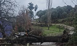 Asırlık kavak ağacı fırtınaya dayanamadı