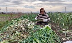 Bafra Ovası'nda pırasa hasadı: Bu yıl rekolte yüksek