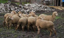 Balıkesir çiftçisine yüzde 100 hibeli damızlık desteği