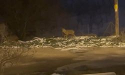 Başkentte kurt sürüsü görüldü