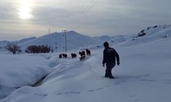 Batman'da dağda mahsur kalan 6 katır kurtarıldı