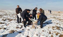 Batman'da yaban hayvanları için doğaya yem bırakıldı