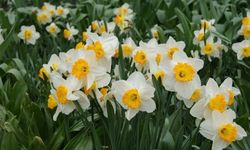 Bayındır'da yetişen nergis, bilimde öne çıkıyor