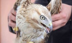 Bitkin haldeki kızıl şahini DKMP ekiplerine teslim ettiler