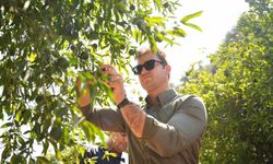 Bodrum Mandalini Türkiye'nin dört bir yanına ulaşıyor