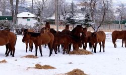 Bolu'da şehir merkezine inen yılkı atlarını belediye ekipleri besledi