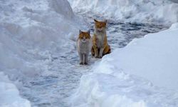 Buzlanma ve dona dikkat